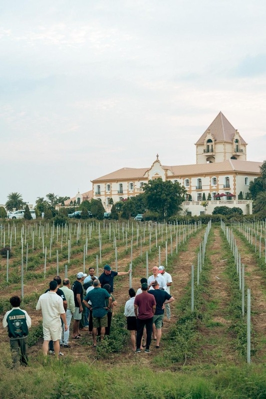 Wine tour : From the vineyard to the Bottle